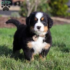 Prince, Bernese Mountain Dog Puppy